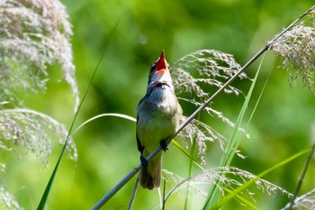 Oriental Reed Warbler Kitamoto Nature Observation Park Fri, 5/17/2024