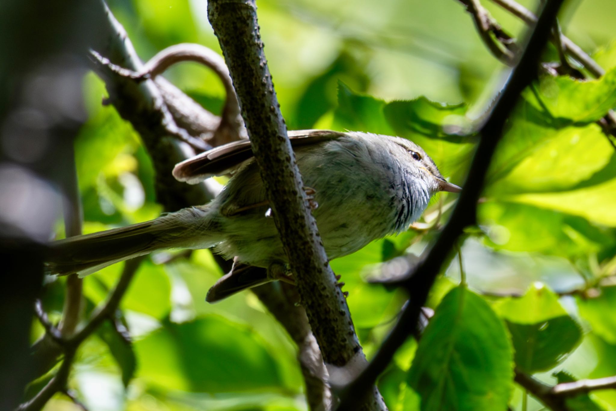 Photo of Japanese Bush Warbler at Kitamoto Nature Observation Park by Tomo