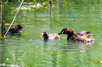 カイツブリ 北本自然観察公園 2024年5月17日(金)