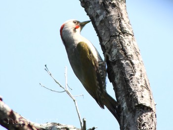 Japanese Green Woodpecker 公園 Fri, 5/17/2024