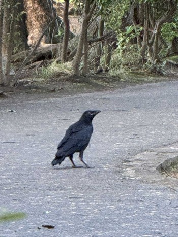 2024年5月17日(金) MFχ(23区西部)の野鳥観察記録