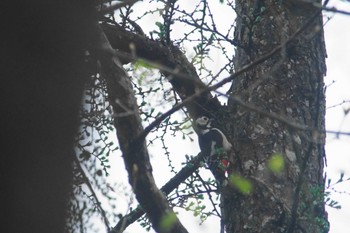 Great Spotted Woodpecker 富士山麓 Wed, 5/1/2024
