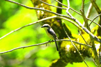 Bull-headed Shrike Togakushi Forest Botanical Garden Tue, 5/14/2024