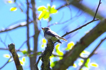 Asian Brown Flycatcher Togakushi Forest Botanical Garden Tue, 5/14/2024