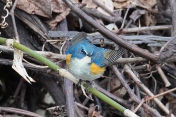 ルリビタキ 旭山記念公園 2024年4月22日(月)