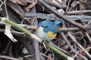 ルリビタキ 旭山記念公園 2024年4月22日(月)