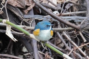 ルリビタキ 旭山記念公園 2024年4月22日(月)