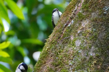 Fri, 5/17/2024 Birding report at Kyoto Gyoen