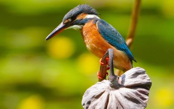 2024年5月17日(金) 茶臼山の野鳥観察記録