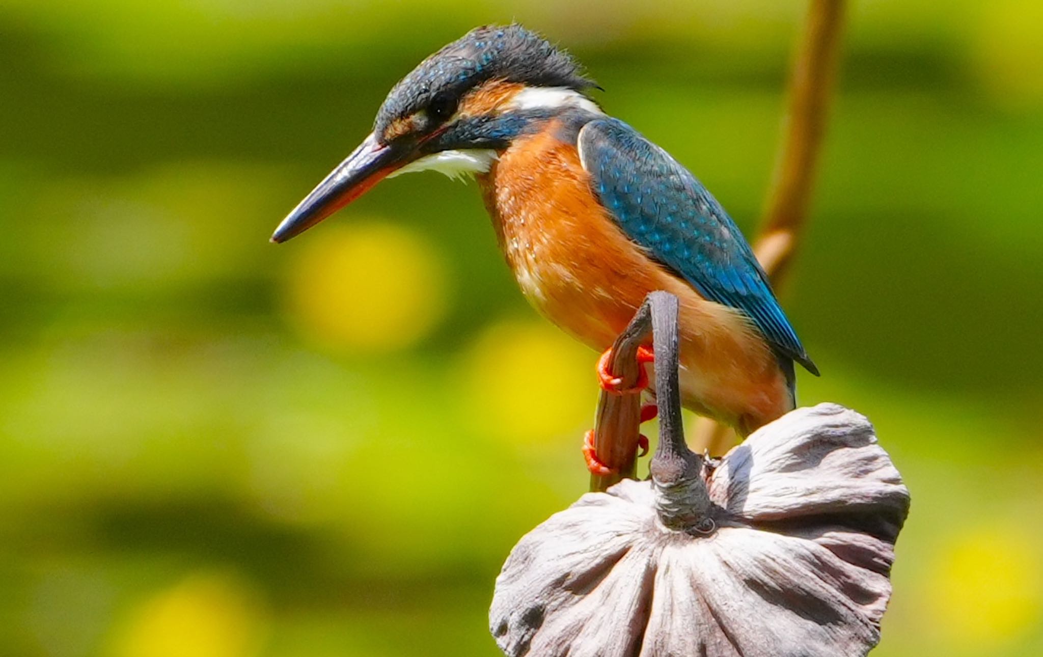 Common Kingfisher