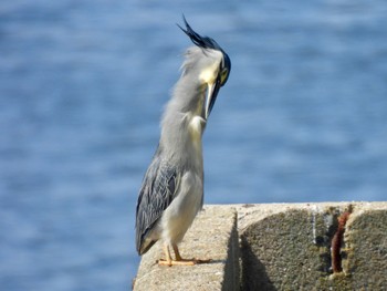 Striated Heron 新宝緑地 Sat, 5/11/2024