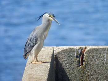 Striated Heron 新宝緑地 Sat, 5/11/2024