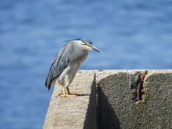 Striated Heron 新宝緑地 Sat, 5/11/2024