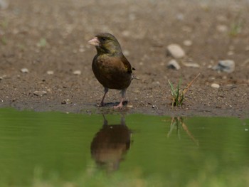 Grey-capped Greenfinch 多摩川の河川敷 Wed, 5/15/2024