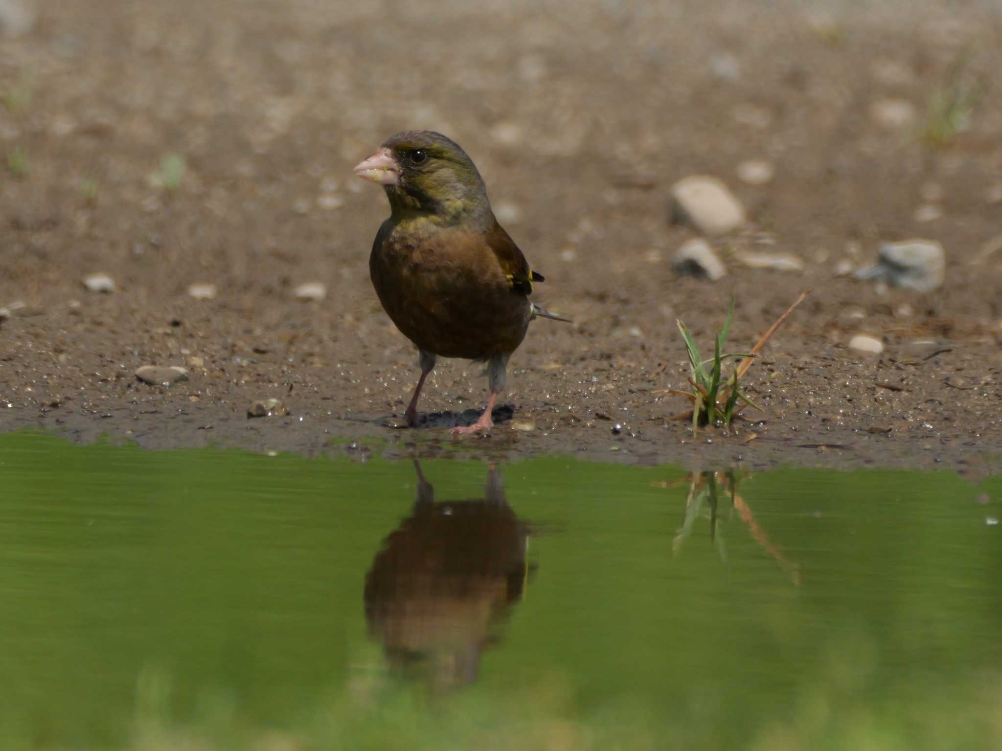 反対側を見た・・。 by little birds