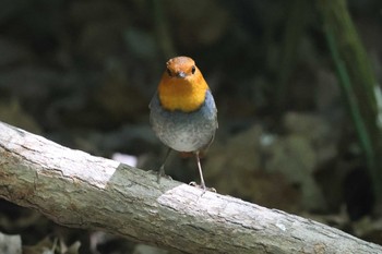 Japanese Robin Osaka castle park Sun, 4/14/2024