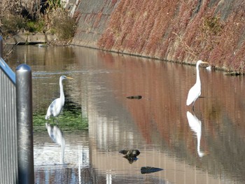 2019年1月5日(土) 恩田川(高瀬橋付近)の野鳥観察記録