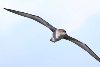 Short-tailed Shearwater 富士川河口 Thu, 5/16/2024