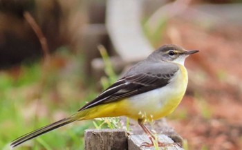 Grey Wagtail 鹿沼公園 Fri, 5/17/2024