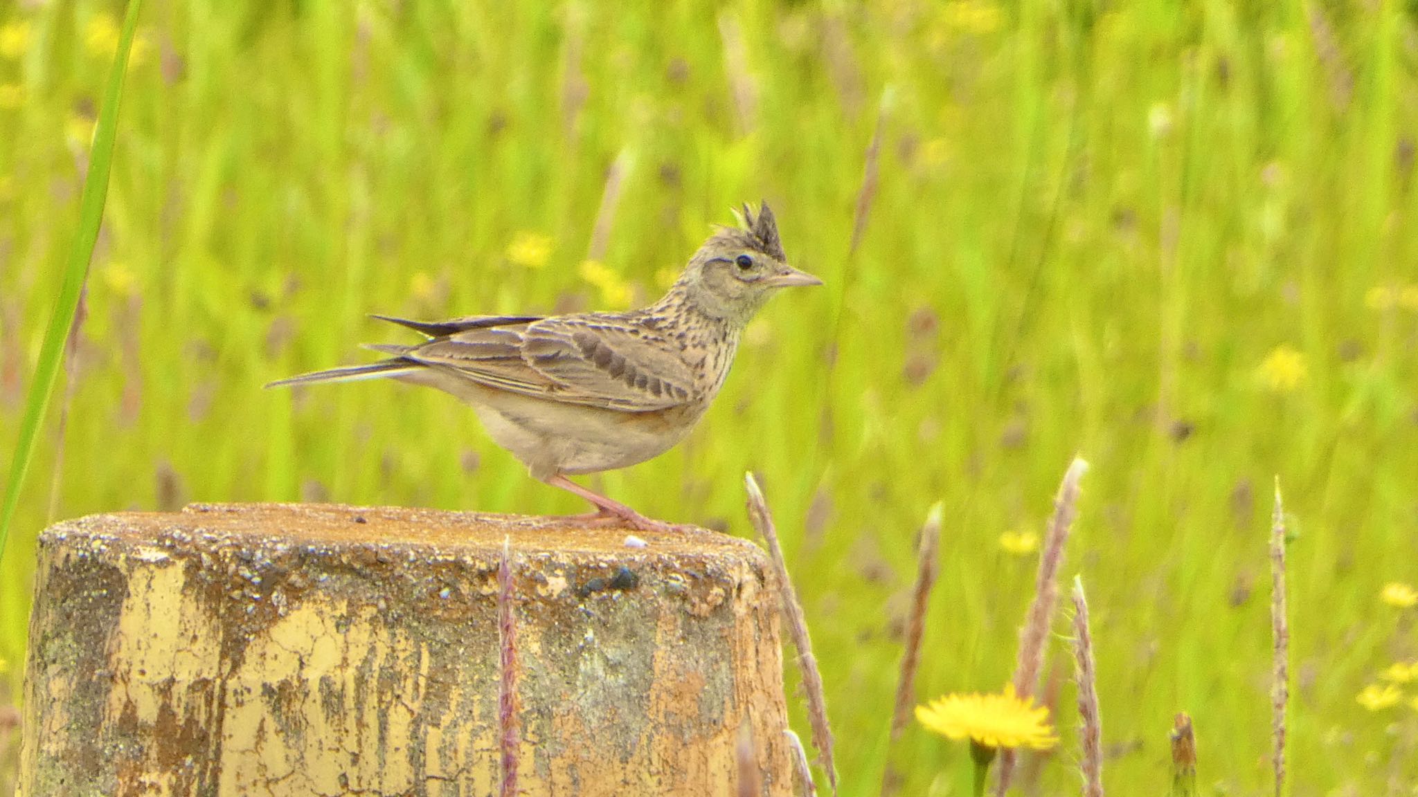 Eurasian Skylark