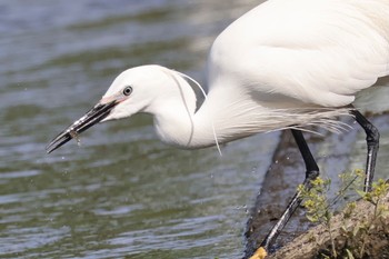 Little Egret 多摩川 Thu, 5/2/2024