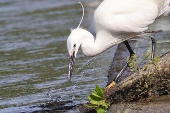 Little Egret 多摩川 Thu, 5/2/2024