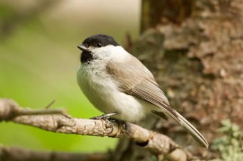 ハシブトガラ 青葉公園(千歳市) 2024年5月17日(金)