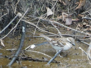 Russet Sparrow Senjogahara Marshland Sun, 5/12/2024