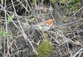 Russet Sparrow Senjogahara Marshland Sun, 5/12/2024