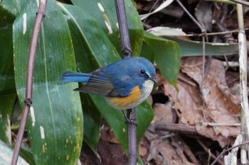 ルリビタキ 旭山記念公園 2024年4月22日(月)