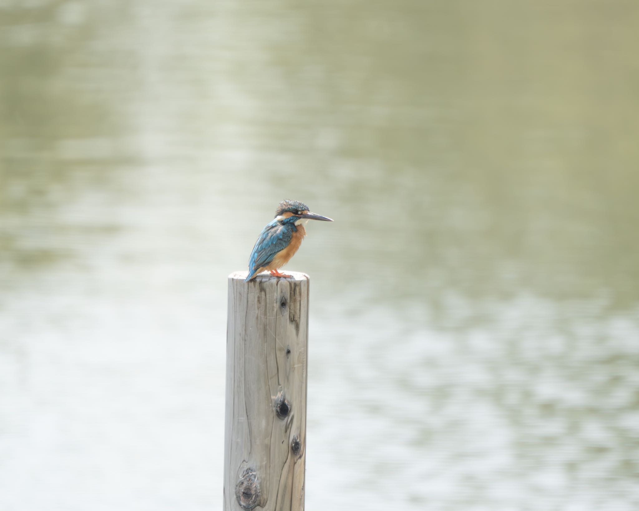 東京港野鳥公園 カワセミの写真 by ゆるふぉと