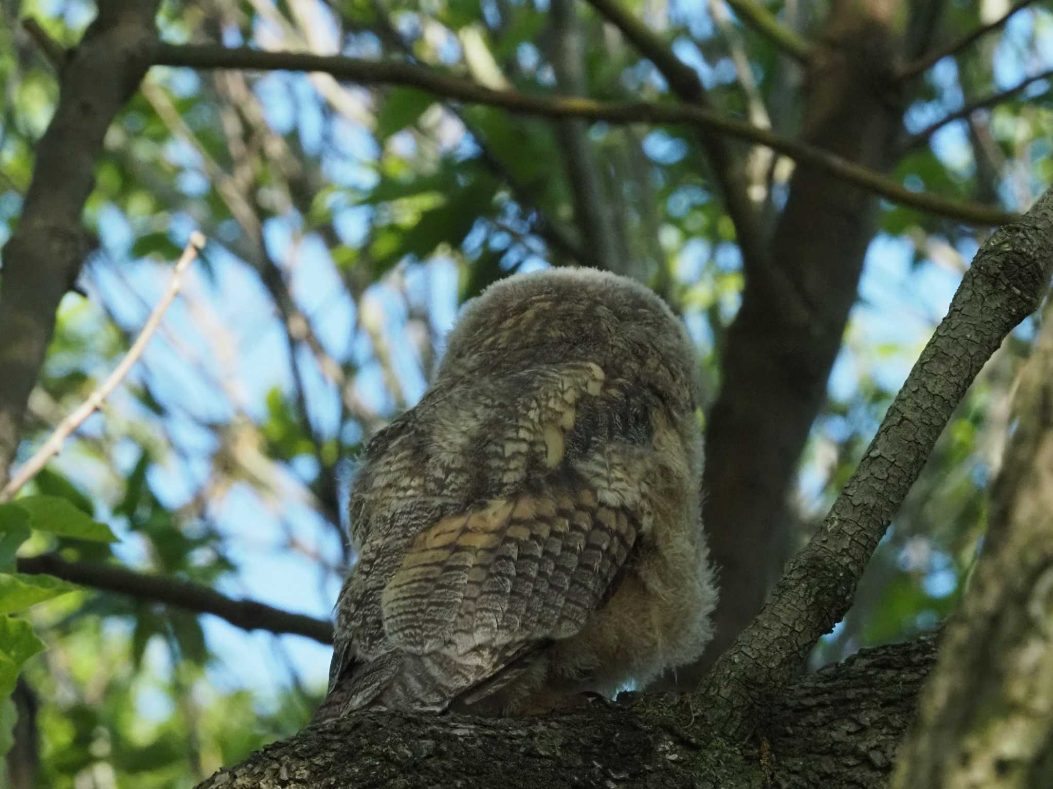 Long-eared Owl