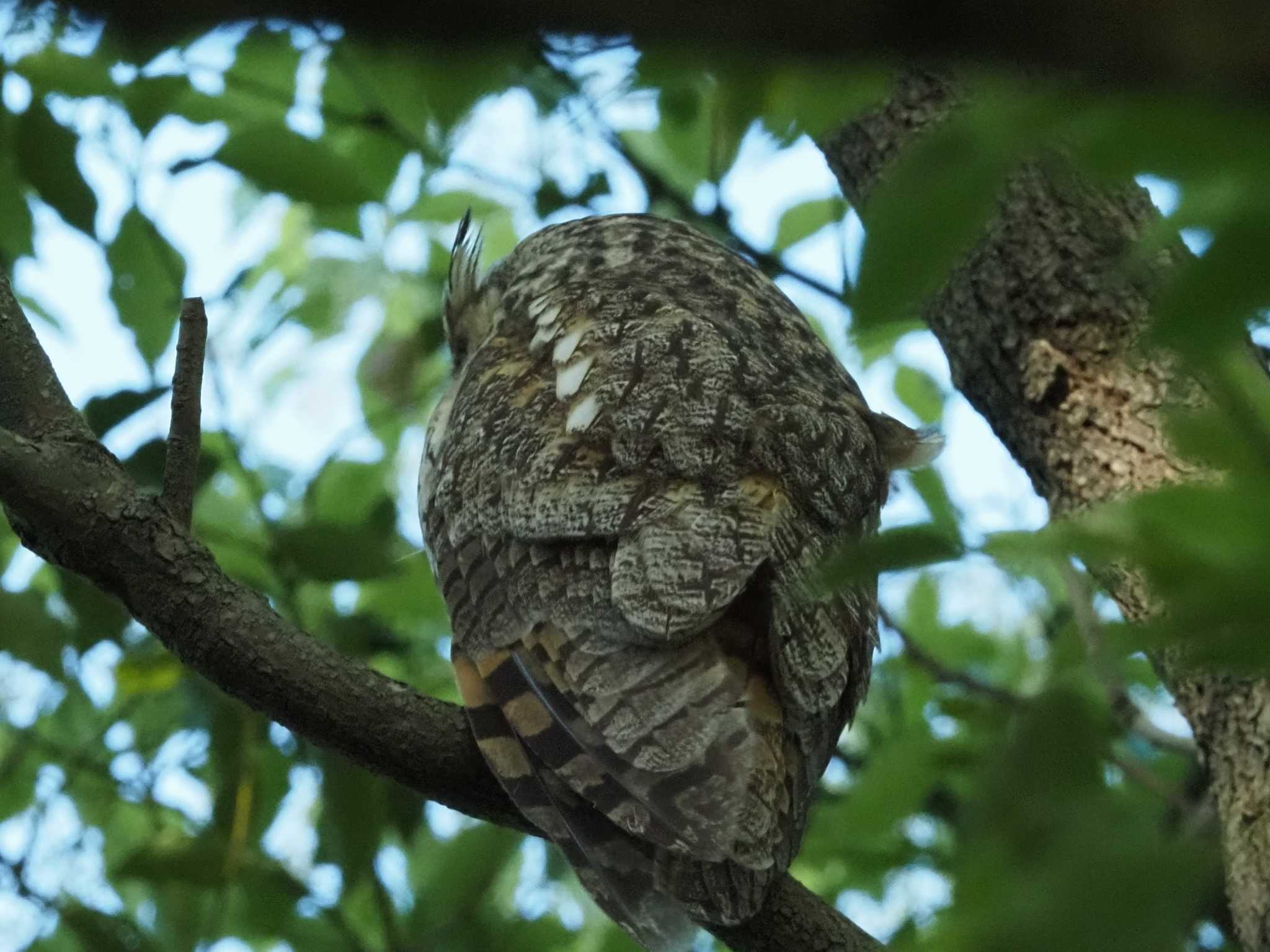 Long-eared Owl