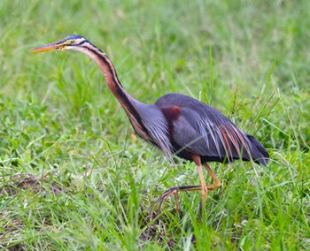 Purple Heron Ishigaki Island Mon, 5/13/2024