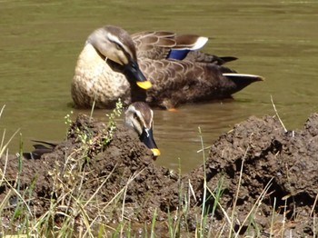 Eastern Spot-billed Duck Maioka Park Fri, 5/17/2024