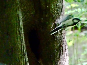 Japanese Tit Maioka Park Fri, 5/17/2024