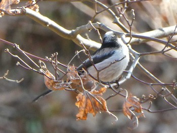 2019年1月5日(土) 薬師池公園の野鳥観察記録