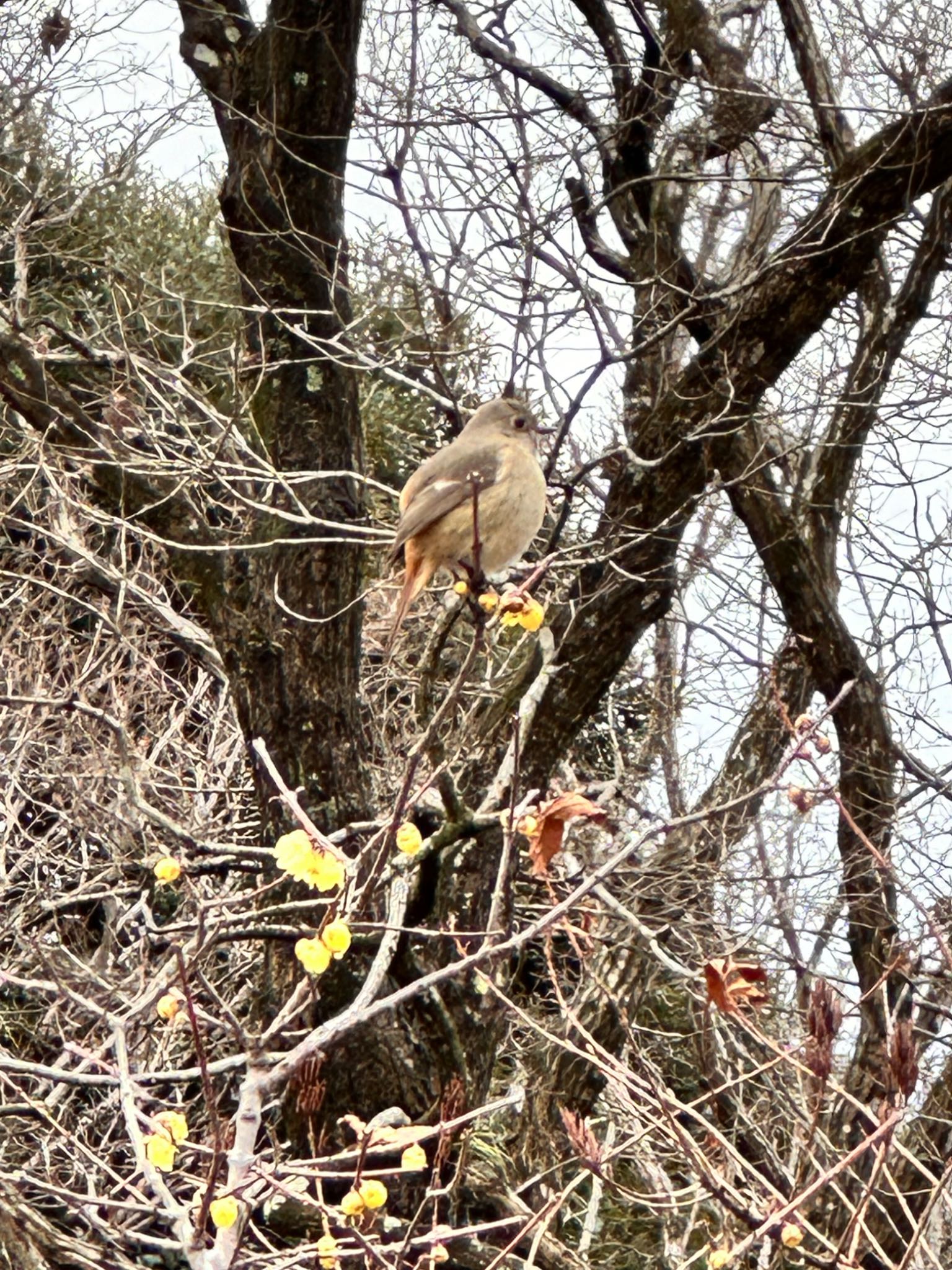 Photo of Daurian Redstart at 岩本山公園 by uru