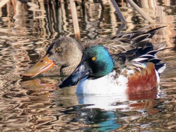 Northern Shoveler Shin-yokohama Park Sat, 12/23/2023