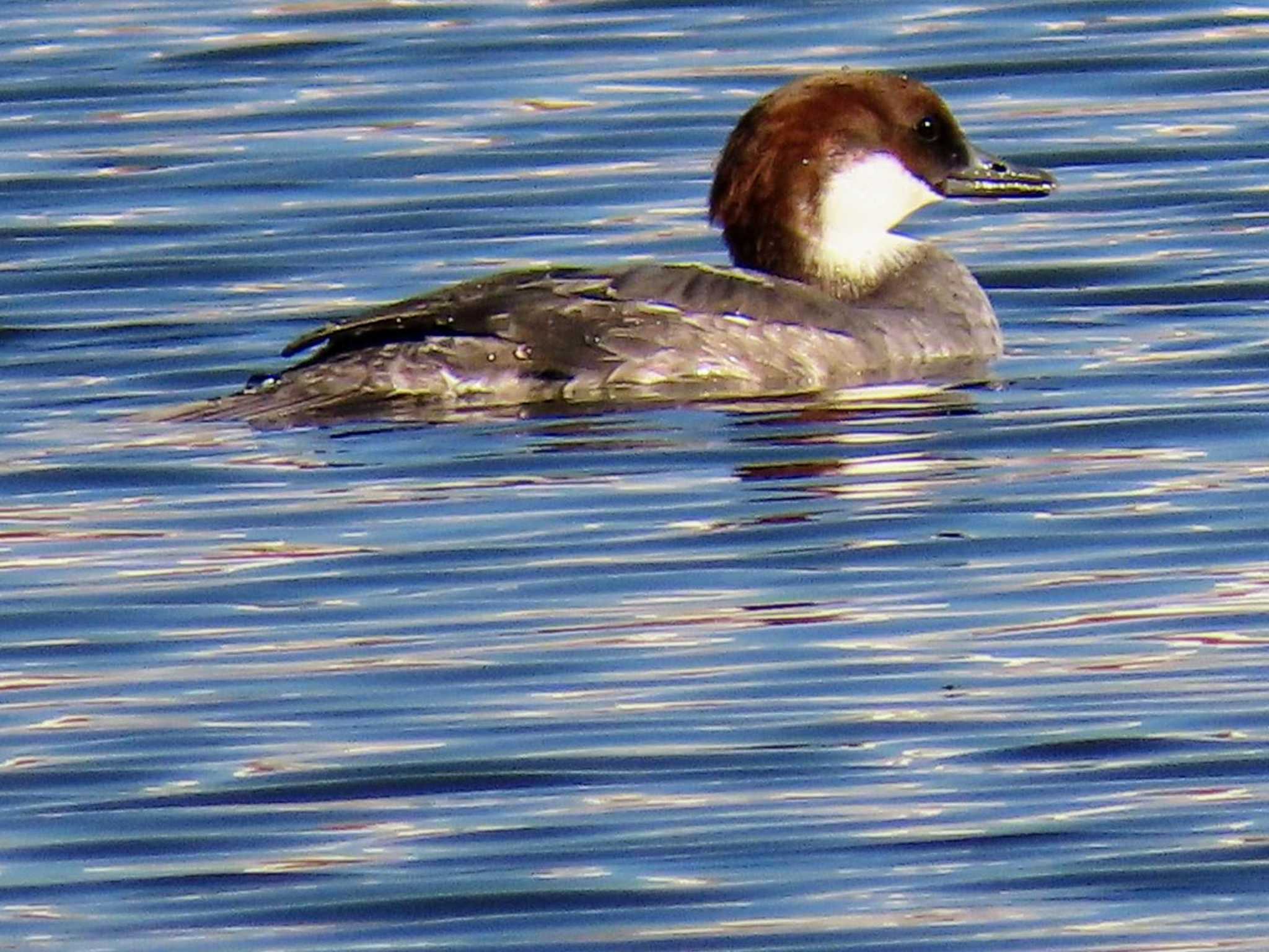 Photo of Smew at Shin-yokohama Park by すず