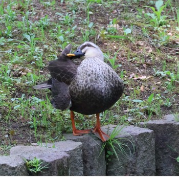 Eastern Spot-billed Duck 都内 Fri, 5/17/2024