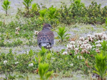 Thu, 5/2/2024 Birding report at Miyakejima Island