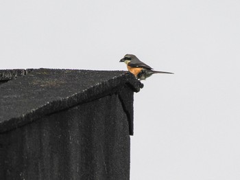 Bull-headed Shrike Miyakejima Island Thu, 5/2/2024