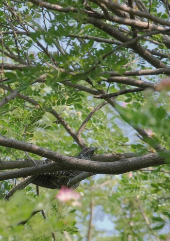 オニカッコウ Wachirabenchathat Park(Suan Rot Fai) 2024年5月15日(水)