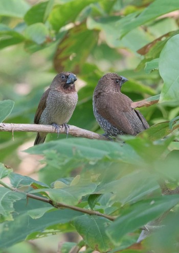 Wed, 5/15/2024 Birding report at Wachirabenchathat Park(Suan Rot Fai)
