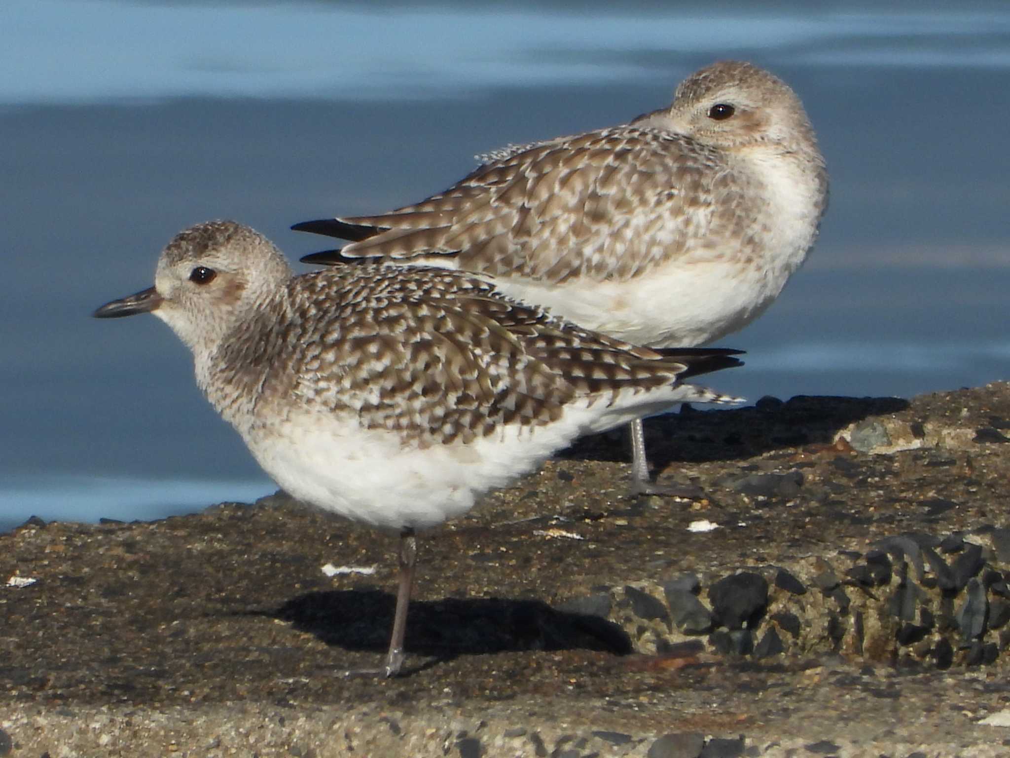 Grey Plover