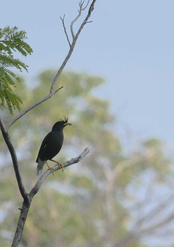 2024年5月15日(水) Wachirabenchathat Park(Suan Rot Fai)の野鳥観察記録