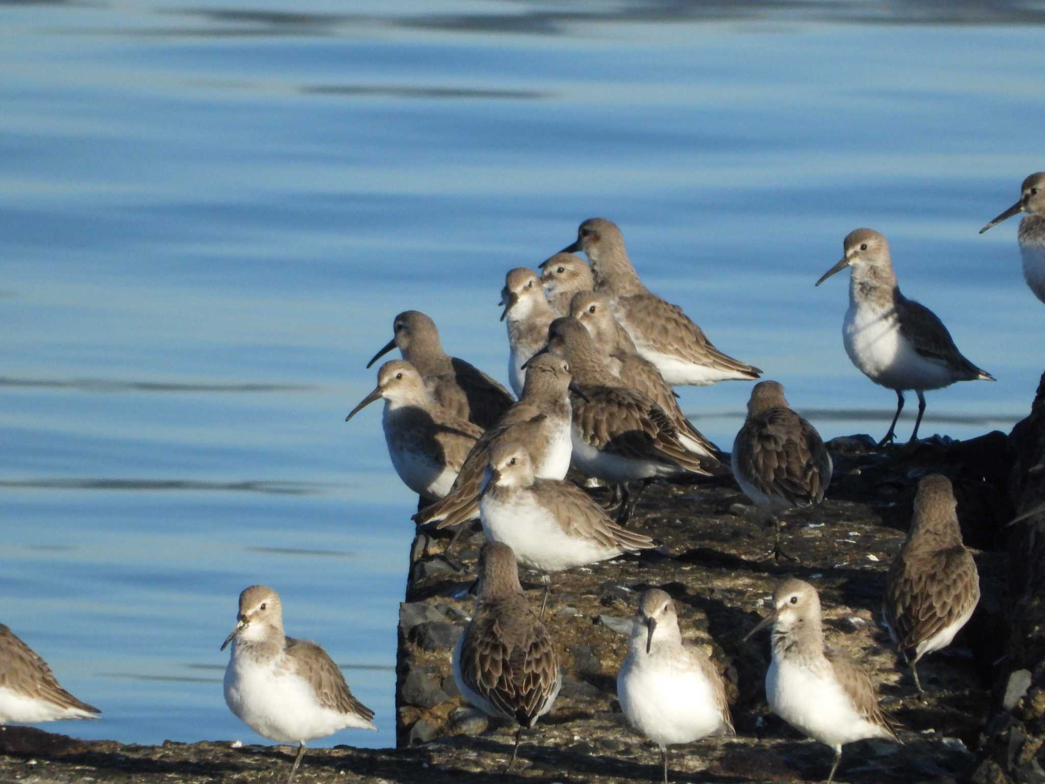 Dunlin