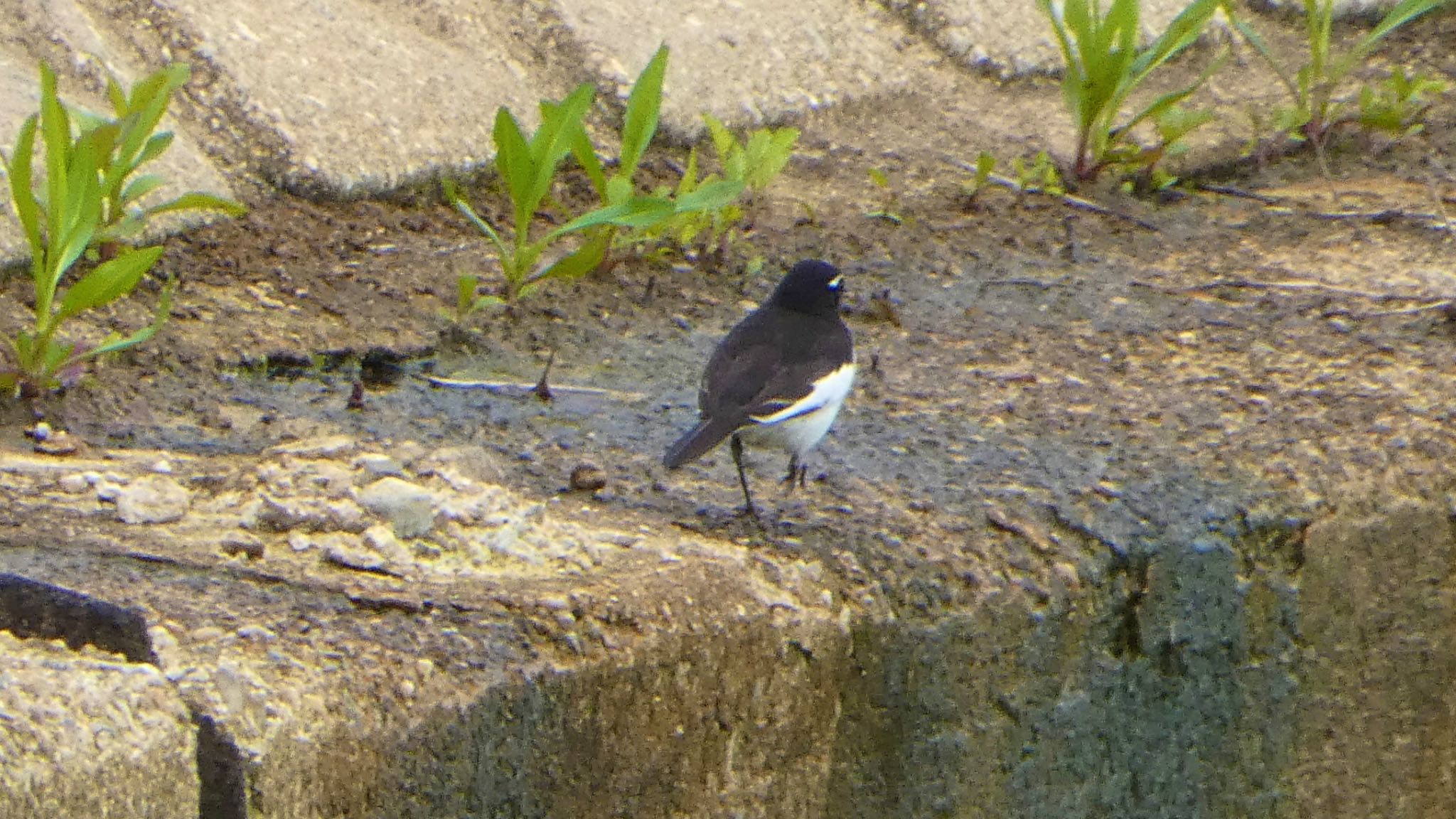 Japanese Wagtail