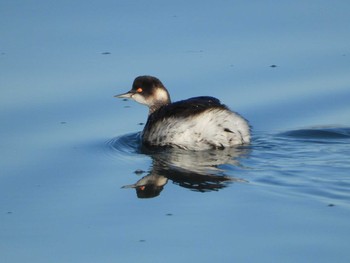 Black-necked Grebe 北九州市　曽根干潟 Fri, 1/4/2019